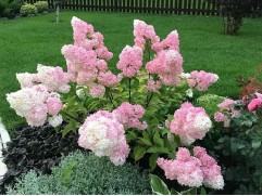 Гортензия метельчатая 