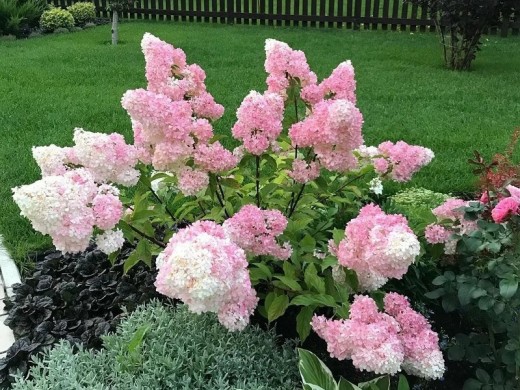 Гортензия метельчатая Гортензия метельчатая
