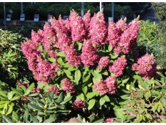 Гортензия метельчатая 