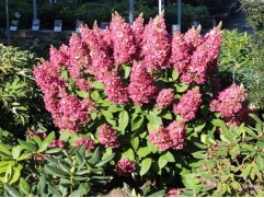 Гортензия метельчатая 