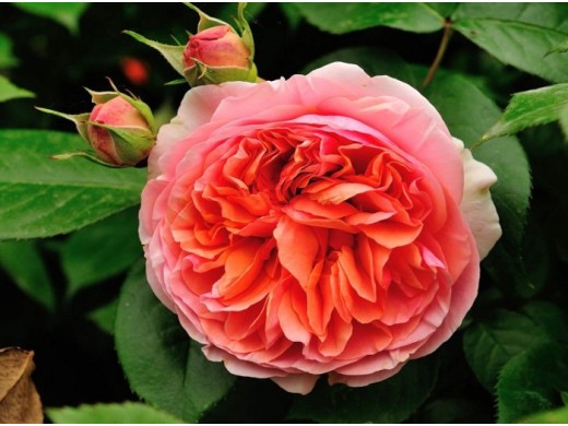 Роза чайно-гибридная Роза чайно-гибридная