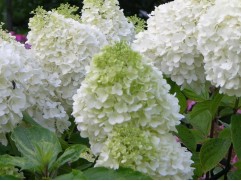 Гортензия метельчатая 