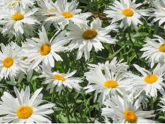 Нивяник наибольший 