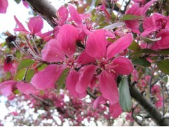 Яблоня декоративная 