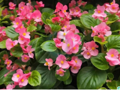 Бегония вечноцветущая 