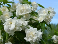 Чубушник гибридный 