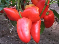 Перец сладкий 
