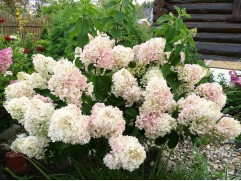 Гортензия метельчатая 