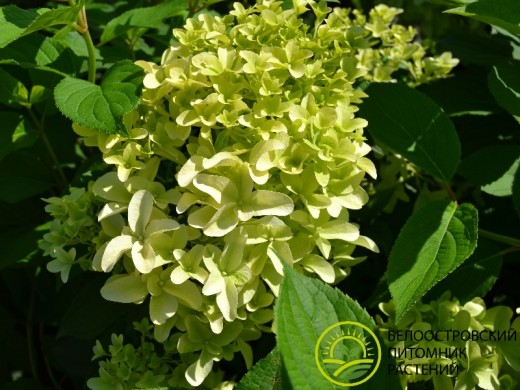 Гортензия метельчатая 