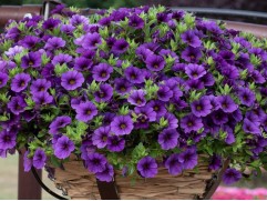 Калибрахоа 