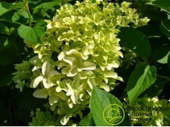 Гортензия метельчатая 