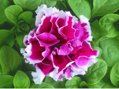 Петуния крупноцветковая 