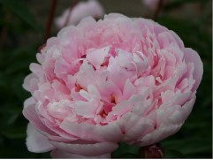 Пион молочноцветковый 