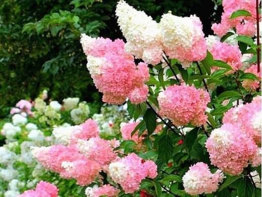 Гортензия метельчатая Гортензия метельчатая