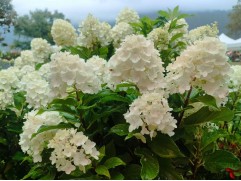 Гортензия метельчатая 