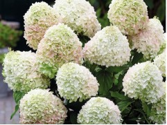Гортензия метельчатая 