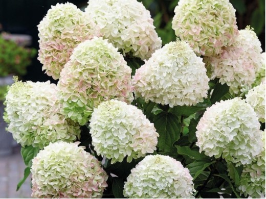 Гортензия метельчатая Гортензия метельчатая