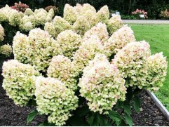 Гортензия метельчатая 