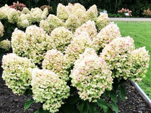 Гортензия метельчатая Гортензия метельчатая