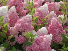 Гортензия метельчатая 