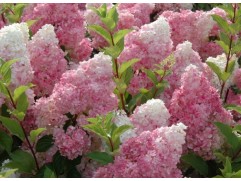 Гортензия метельчатая 