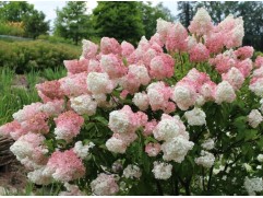 Гортензия метельчатая 