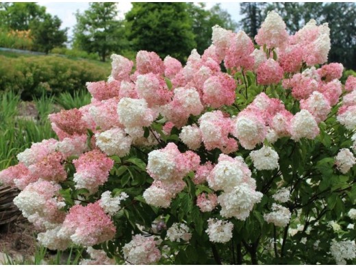 Гортензия метельчатая 