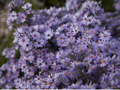 Астра сердцелистная 