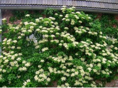 Гортензия черешковая 