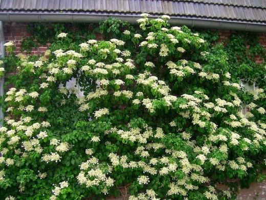 Гортензия черешковая Гортензия черешковая