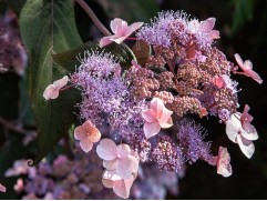 Гортензия шершавая 