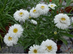 Нивяник великолепный 