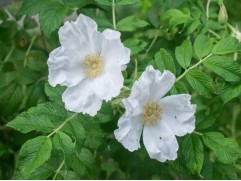 Роза морщинистая 