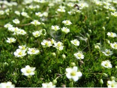 Мшанка шиловидная 