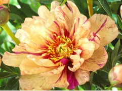 Пион Ито-гибрид 