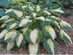 Хоста гибридная 