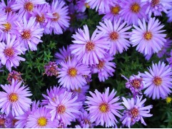 Астра кустарниковая 