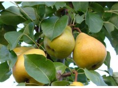 Груша 
