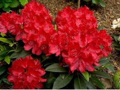 Рододендрон гибридный 
