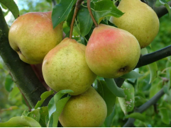 Груша 