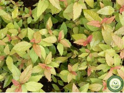 Спирея японская Спирея японская