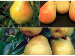 Груша дерево-сад 