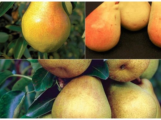 Груша дерево-сад Груша дерево-сад