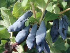 Жимолость Жимолость