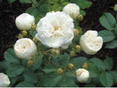 Роза мускусная 