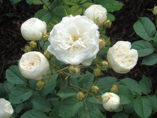 Роза мускусная Роза мускусная