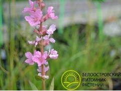 Дербенник иволистный 