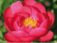 Пион гибридный Пион гибридный