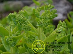 Очиток видный Очиток видный