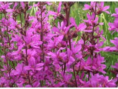 Дербенник прутовидный 